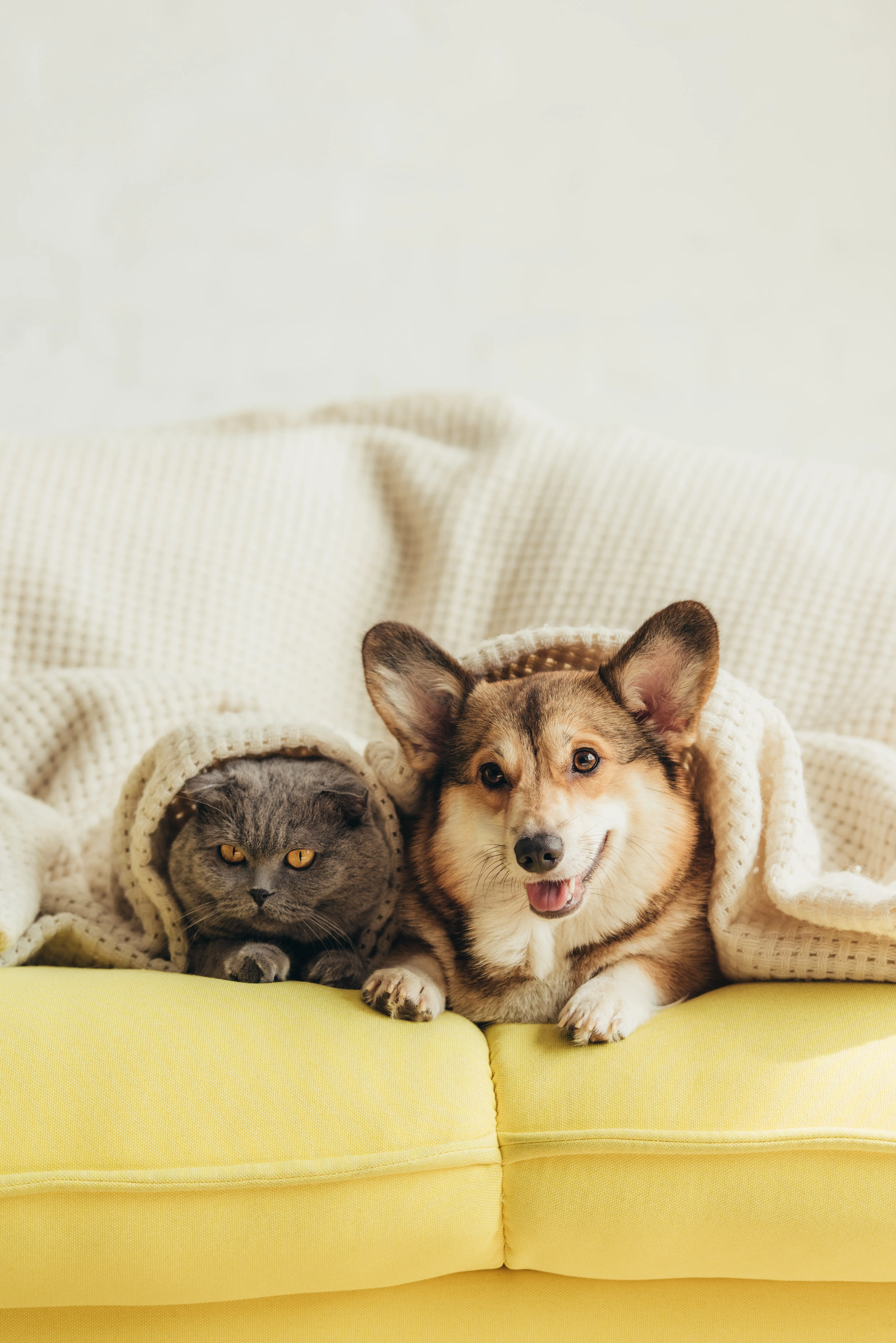 Pet friendly apartments